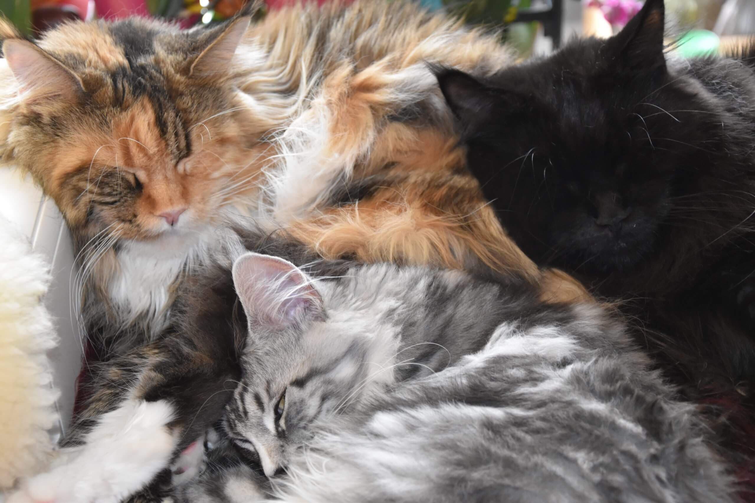 Maine Coon Katze