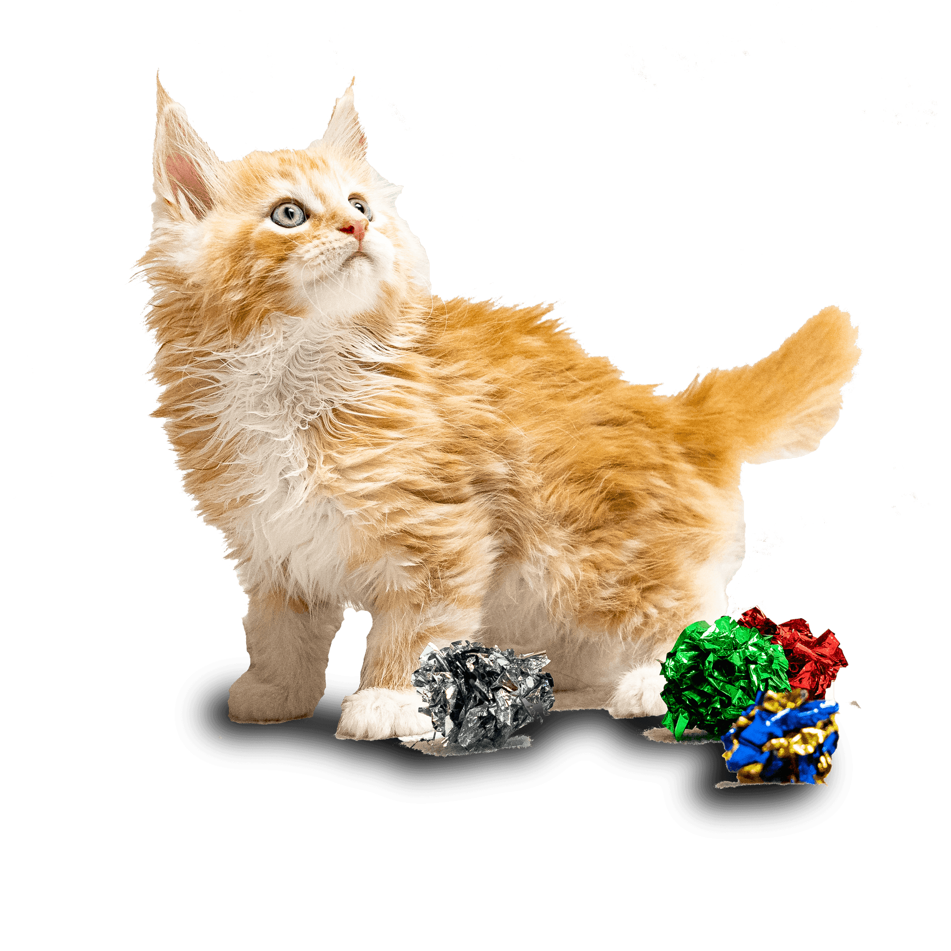 Gino