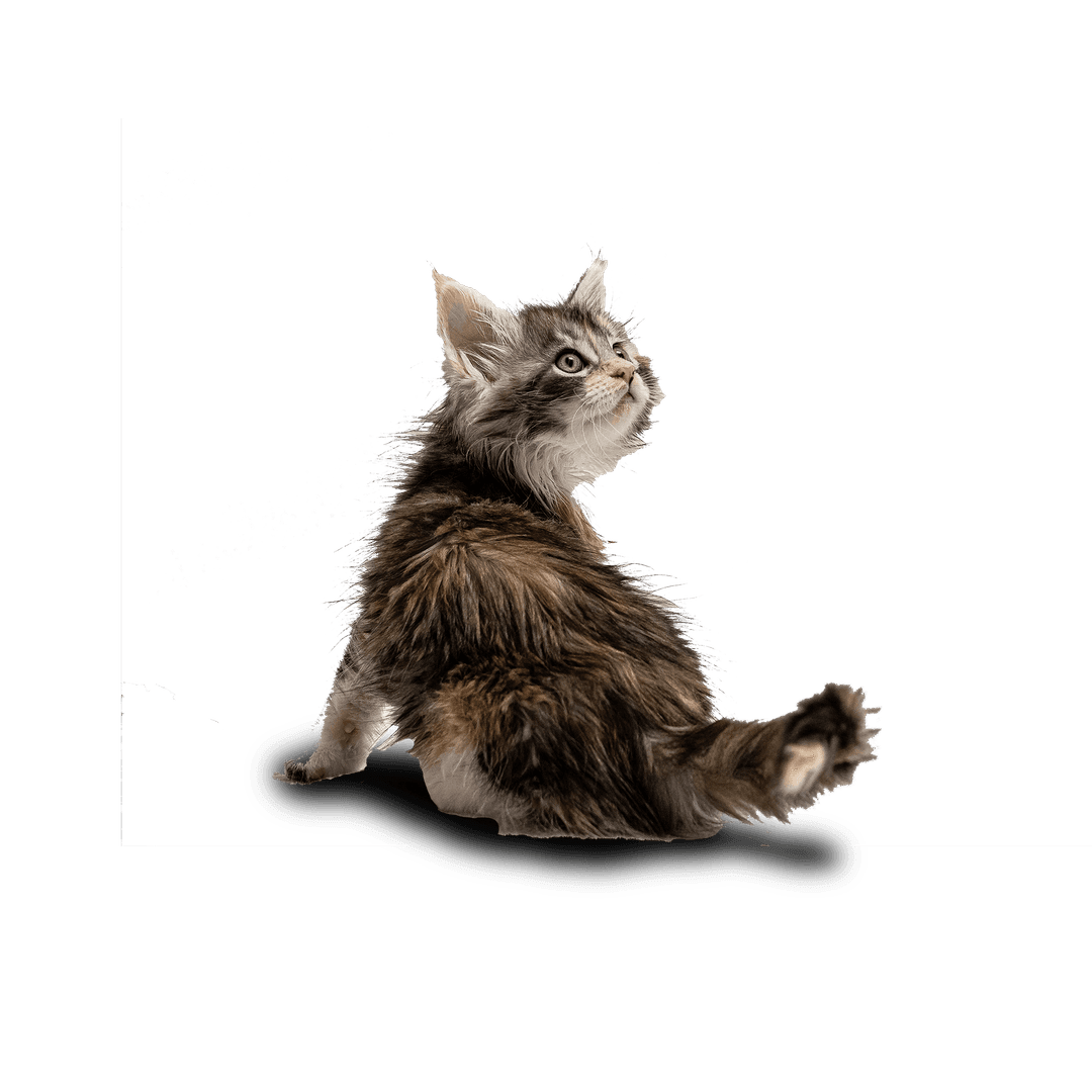 Kitten