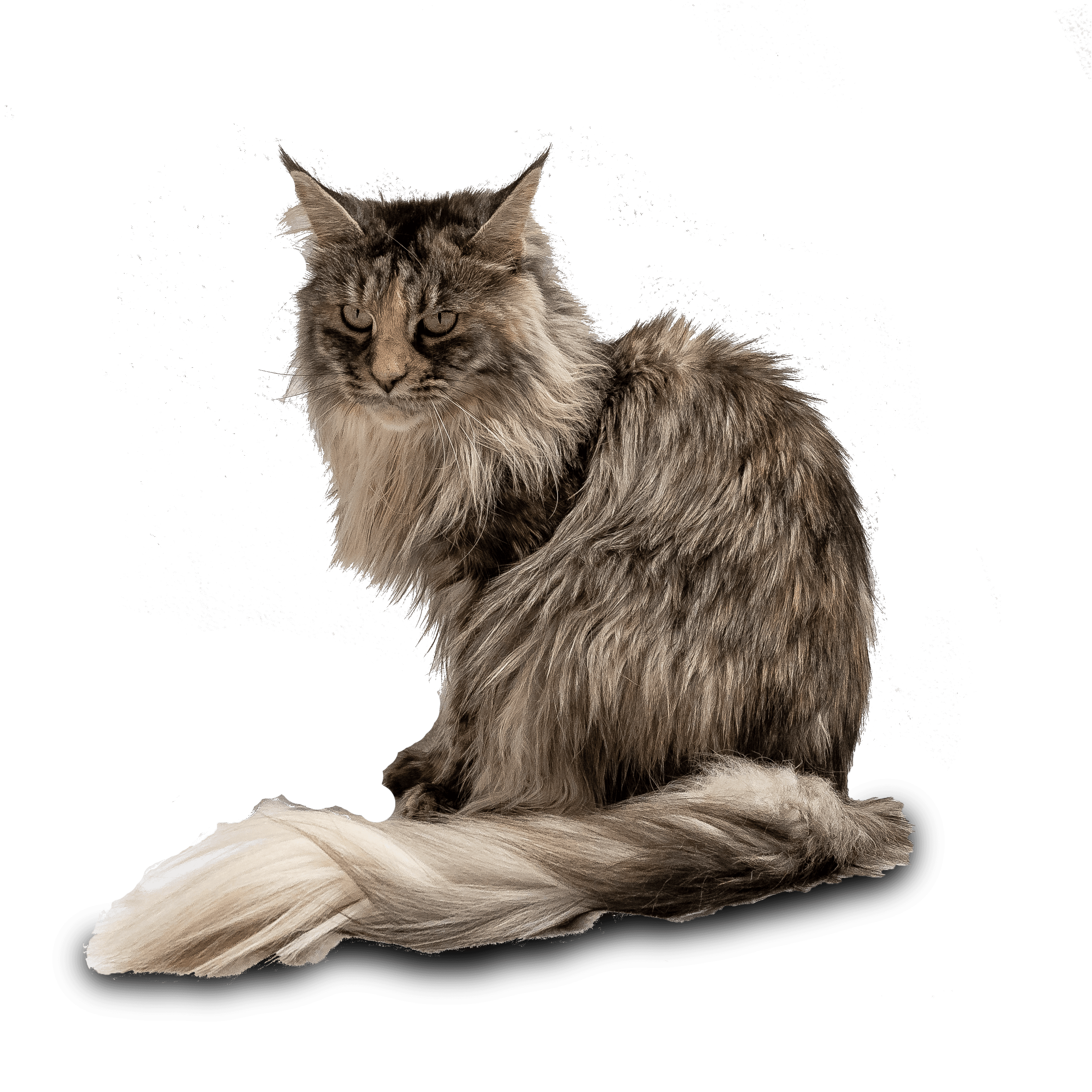 Zita