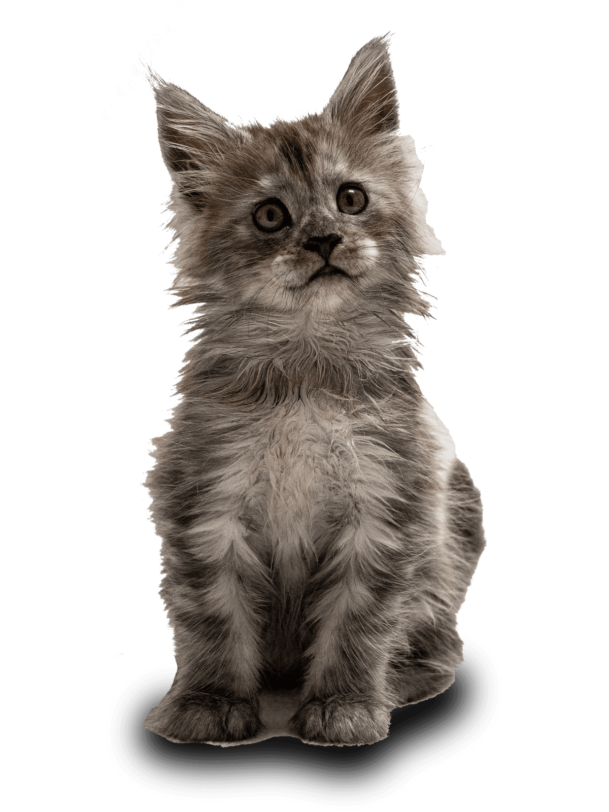 Grizabella